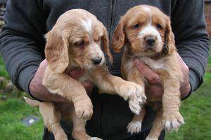 PEQUEÑO JUGUETE COCKER SPANIEL CACHORROS PARA ADOPCIÓN