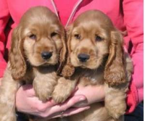 Cachorros cocker spaniel pura raza para adopción