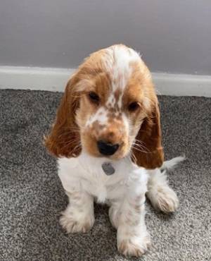 Cachorros cocker spaniel pura raza para adopción