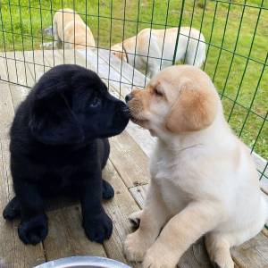 Cachorros labrador machos y hembras en adopción