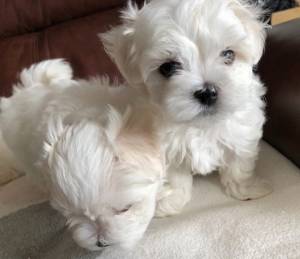 adorable cachorro maltés de pura raza para adopción 5