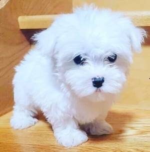adorable cachorro maltés de pura raza para adopción