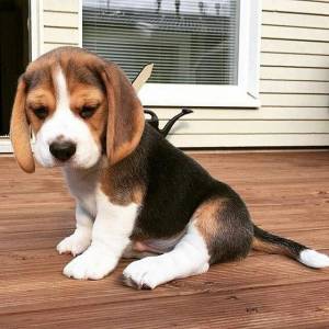 Cachorro beagle bien entrenado y asequible disponible s