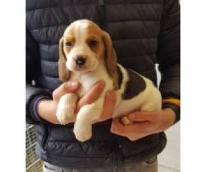 1 cachorro beagle bien entrenado para adopción