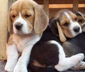2 HERMOSO CACHORRO BEAGLE  PARA ADOPCIÓN