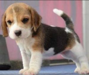 cachorro beagle bien entrenado para adopción