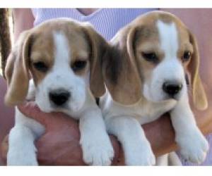 cachorro beagle bien entrenado para adopción