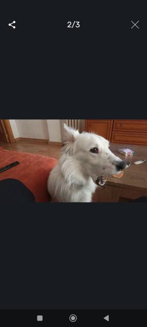 Regalo Simba 2 años, está castrado