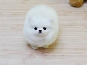 Regalo Cachorros Pomerania Para GRATIShj
