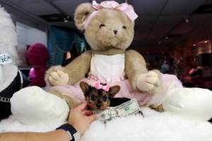 Regalo Yorkshire Para GRATISxqw