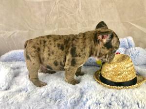 Bulldog francés, varios cachorros, 11 semanas