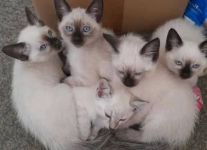 Gatitos siameses asequibles disponibles Contácteme solo