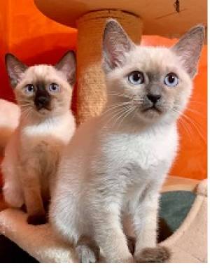 Fantásticos gatitos siameses en adopción gratuita (rega