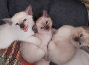 Gatitos siameses asequibles disponibles Contácteme solo