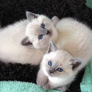 Gatitos siameses asequibles disponibles Contácteme sol