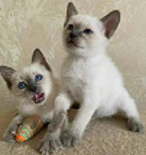 Gatitos siameses asequibles disponibles Contácteme solo