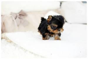Cachorros Yorkshire para su adopcion