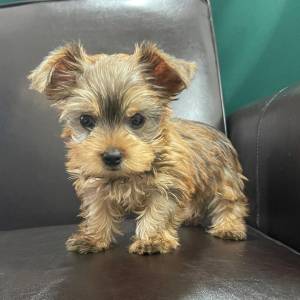 HERMOSO CACHORRO YORKSHIRE TERRIER PARA ADOPCIÓN
