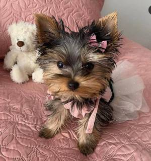 cachorros yorkshire terrier miniatura para adopción/