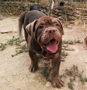 Antiguos bulldog ingles