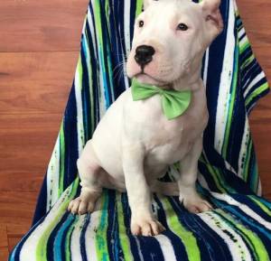 Regalo cachorros Dogo Argentina
