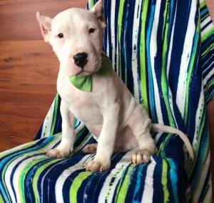 Regalo cachorros Dogo Argentina/