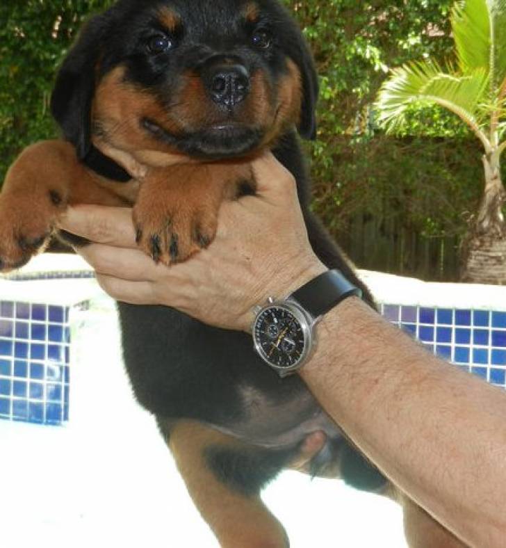 Cachorros rottweiler29
