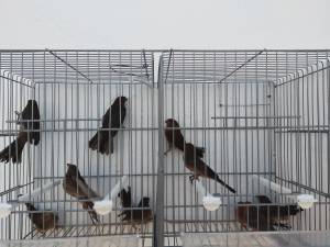 Se venden Camachuelos mejicanos