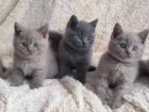 hermoso gatito británico de pelo corto para adopción8
