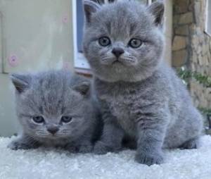 Gatito británico de pelo corto asequible disponible Co