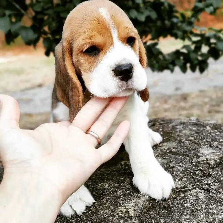 Cachorros Beagle en adopcion0k