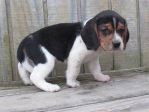 Cachorros Beagle en adopcionlv