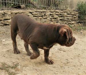 Antiguo Bulldog ingles