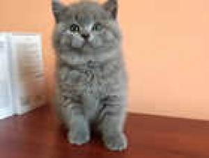 Gatito británico de pelo corto asequible disponible Co