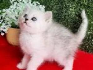 Gatito británico de pelo corto asequible disponible Co