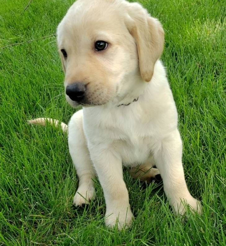 Cachorros labrador retriever en adopcionz