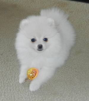 Cachorros Pomerania pura raza Disponibles,..-