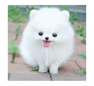 Cachorros Pomerania pura raza Disponibles,.;;