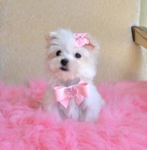 Adorables Bichon  Maltés para Adopción