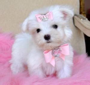 Adorables Bichon  Maltés para Adopción../´