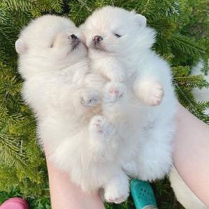 REGALO DE CACHORROS POMERANIA MACHO Y HEMBRA ...