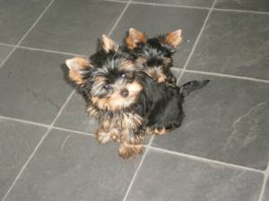 CACHORROS DE YORKIE MINI TTOY  MACHO Y HEMBRA