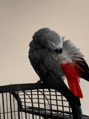 Loro gris africano para adopción.§