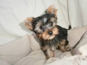 REGALO CACHORROS DE YORKSHIRE MIN.I TOY