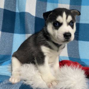 REGALO DE CACHORROS HUSKY S.IBERIANO  MACHO Y HEMBRA