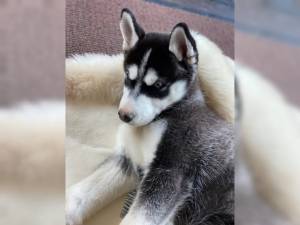 REGALO CACHORROS DE HUSKY SIBERIA.N.O(+34612281735)