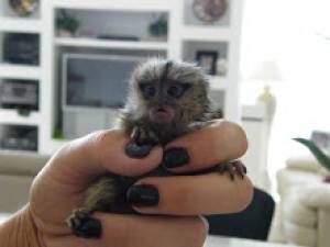 Monos titi macho y hembra en adopcion gratuita