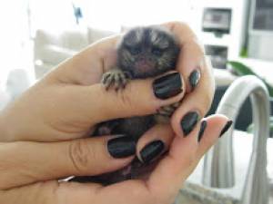 Listado animales monos titi en adopcion