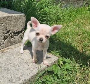 Cachorros. chihuhua machos y hembras...(34)612544733