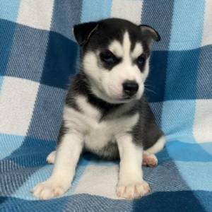 Cachorros husky machos y hembras,,..(34)601569566